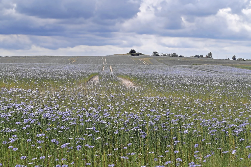 How to Care For Your Linen Sheets & Linen Tablecloths made from natural flax plant