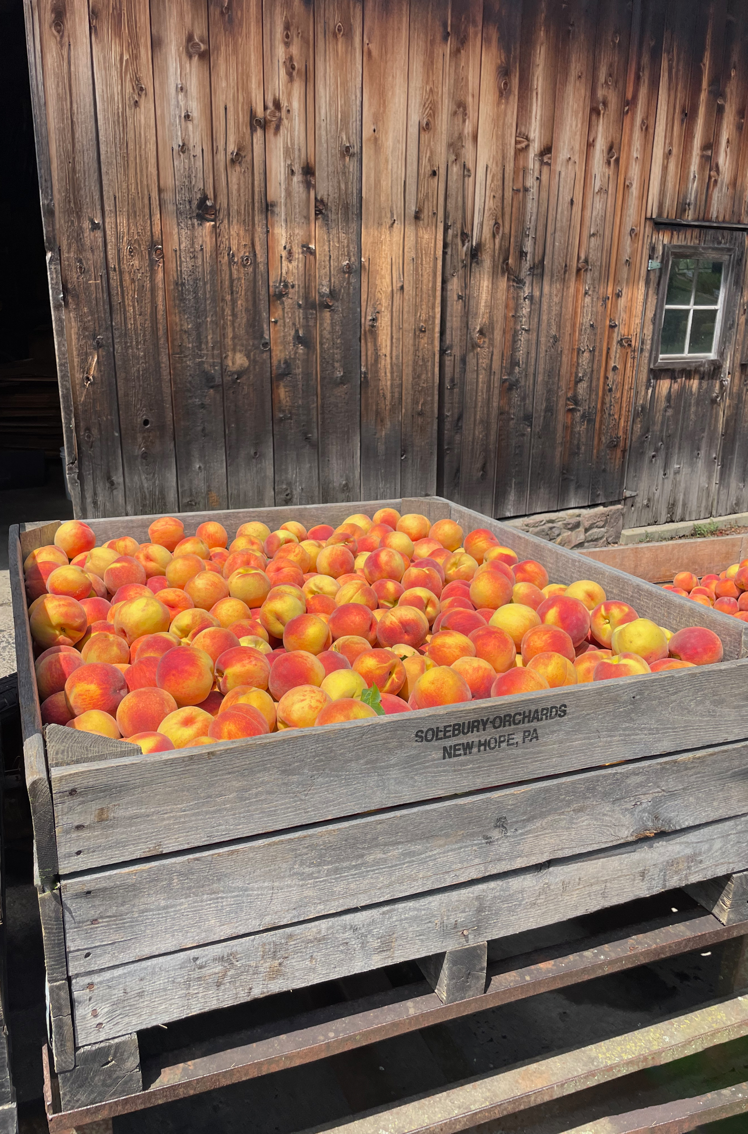 Solebury Orchards New Hope PA Peaches